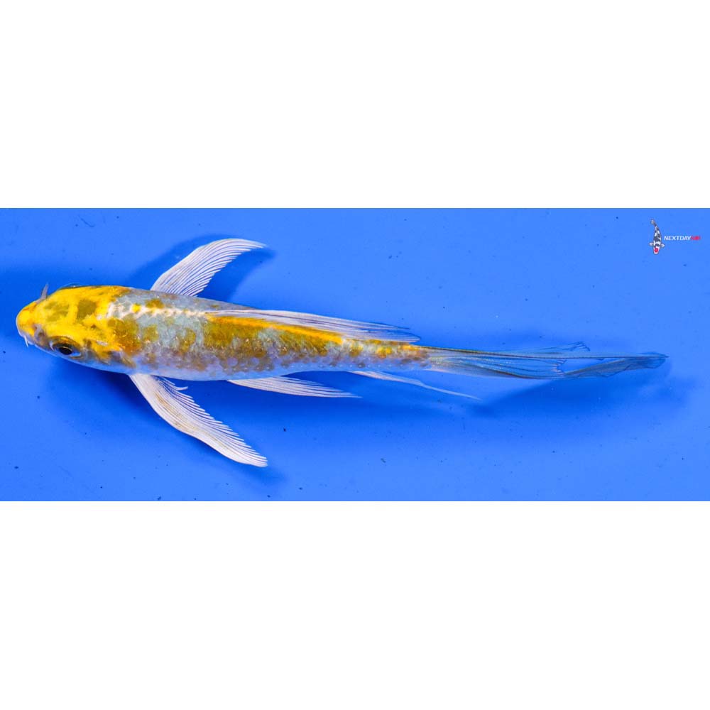 5” Imported Kujaku Butterfly Koi
