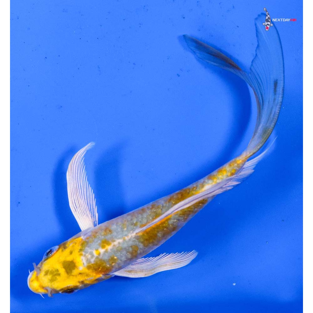 5” Imported Kujaku Butterfly Koi