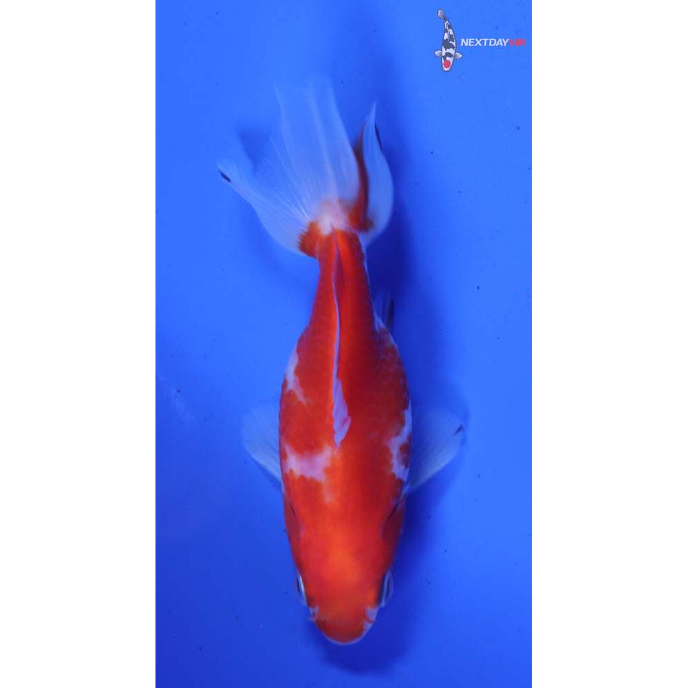 3” Imported Male Red and White Fantail