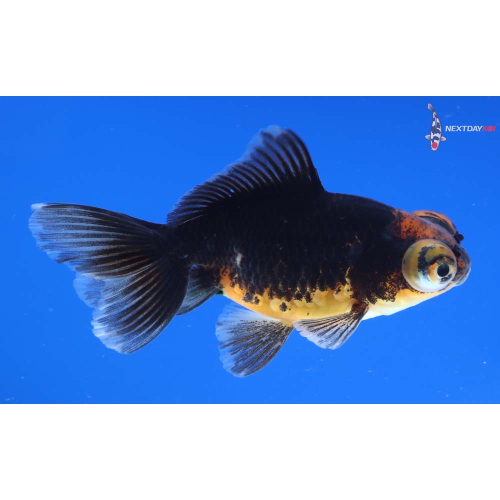 3” Imported Calico Telescope Fantail