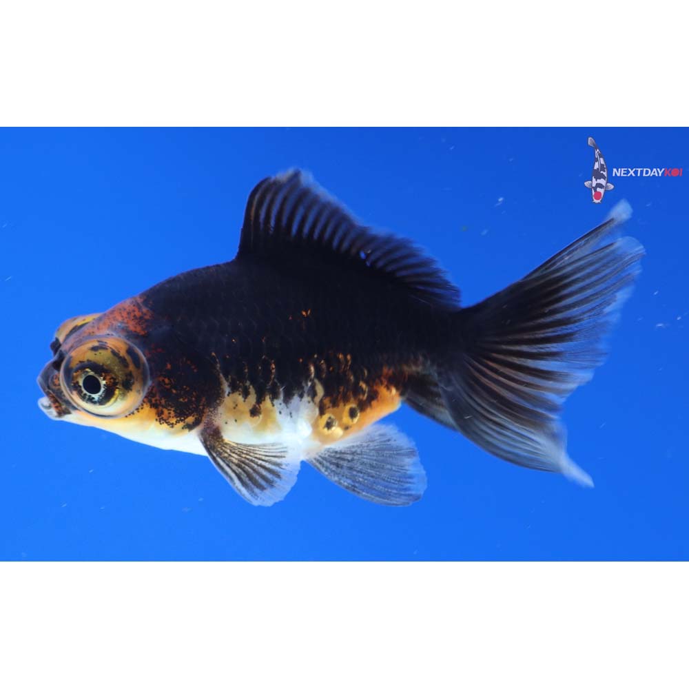 3” Imported Calico Telescope Fantail