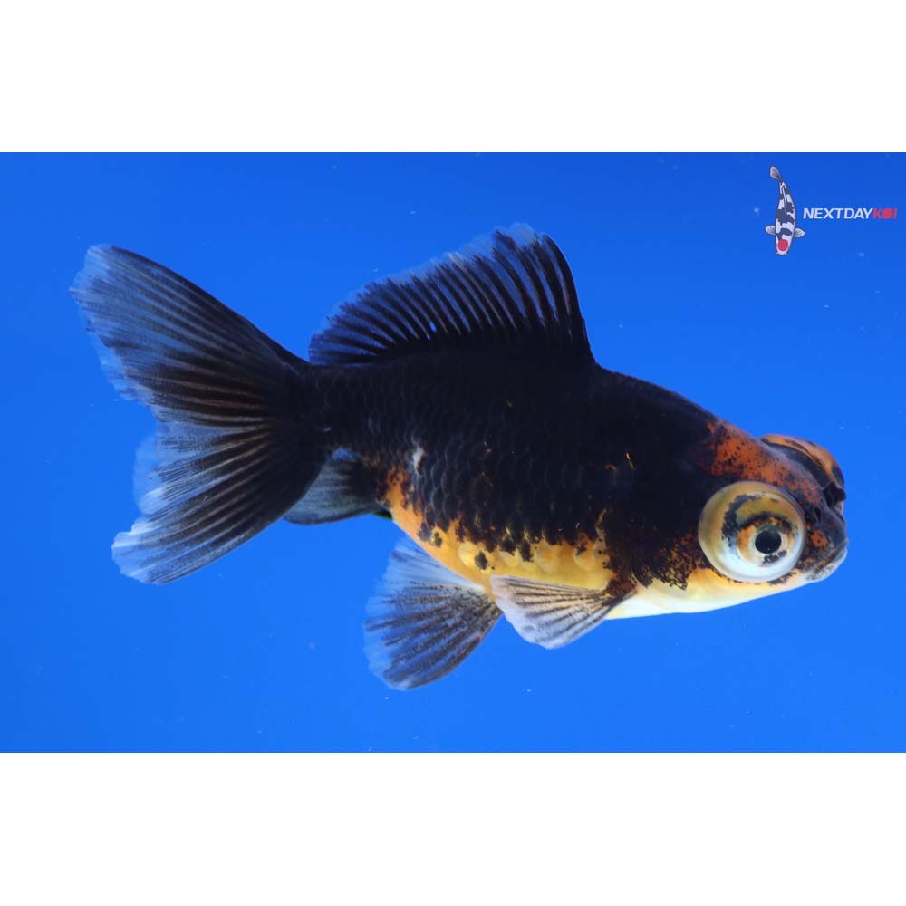 3” Imported Calico Telescope Fantail