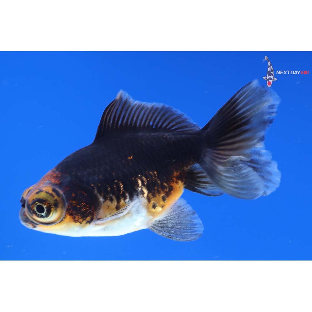 3” Imported Calico Telescope Fantail