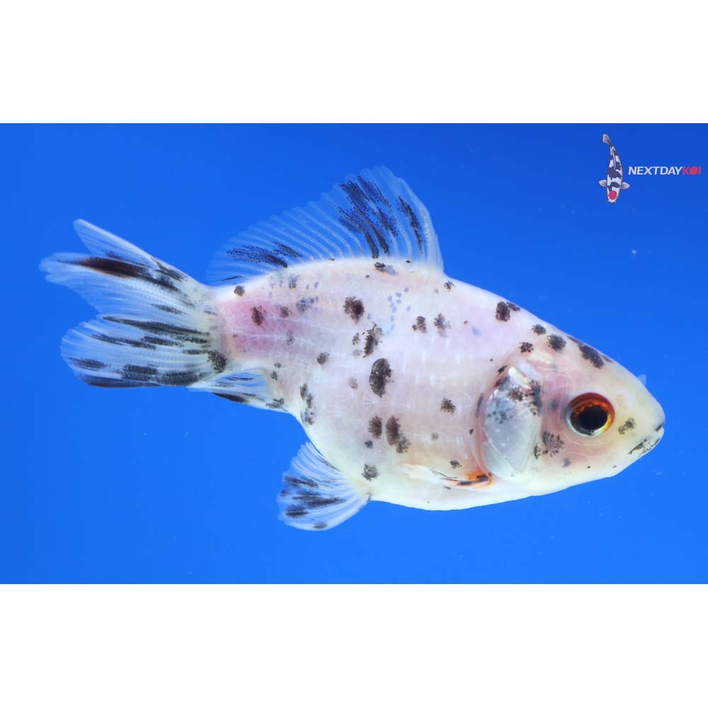 2.5” Imported Calico Pearlscale