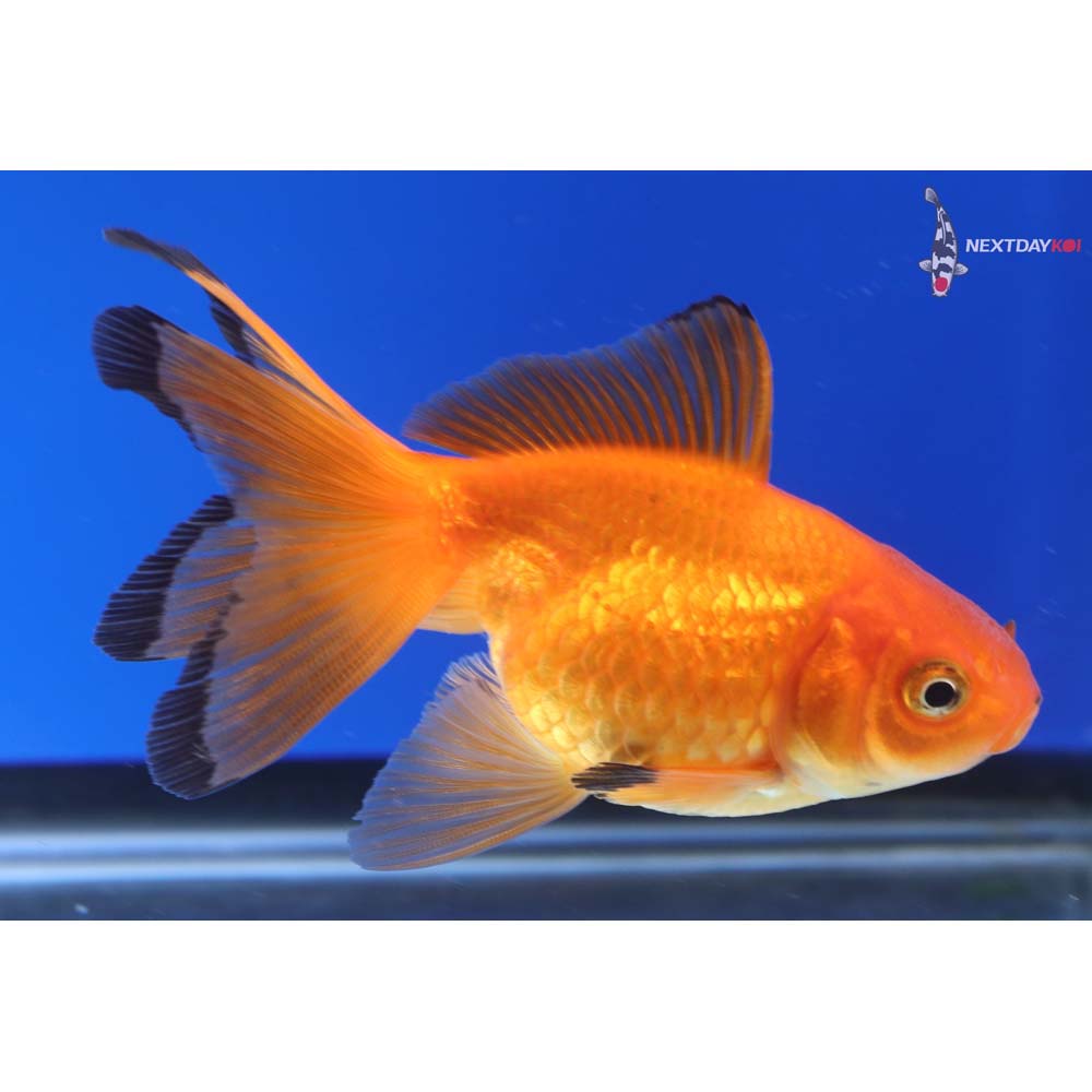 3.5” Imported Red and Black Pearlscale