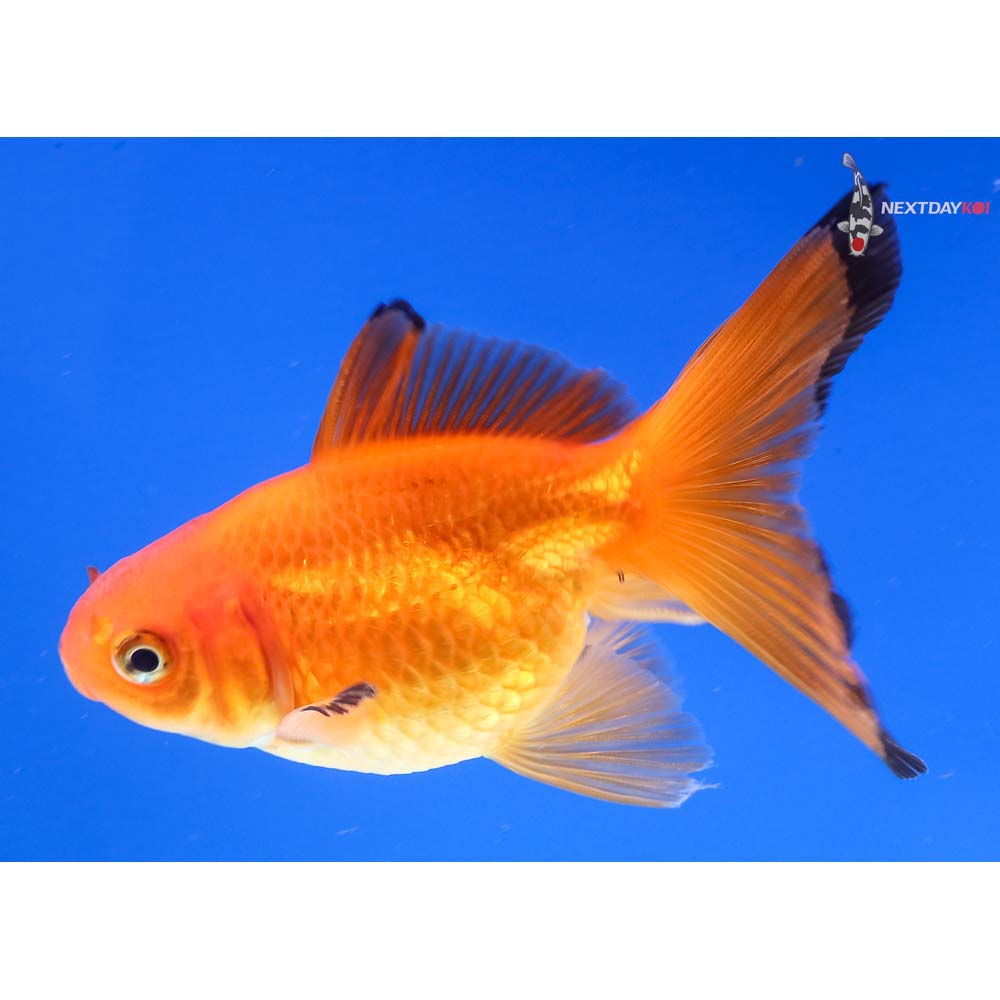 3.5” Imported Red and Black Pearlscale