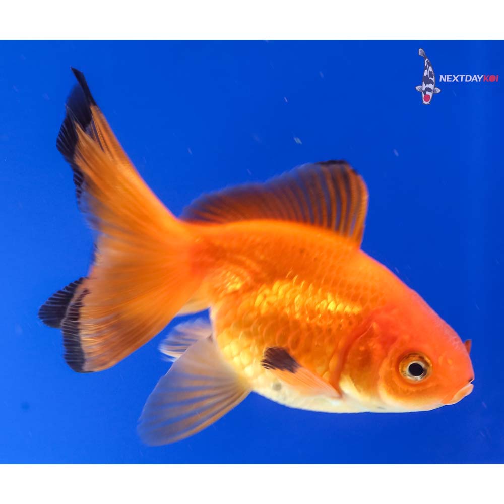 3.5” Imported Red and Black Pearlscale