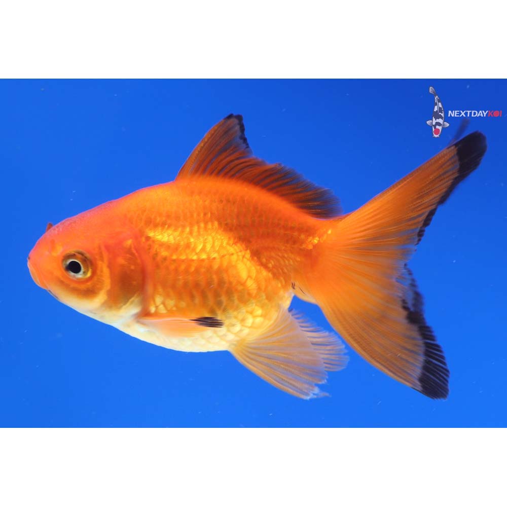 3.5” Imported Red and Black Pearlscale