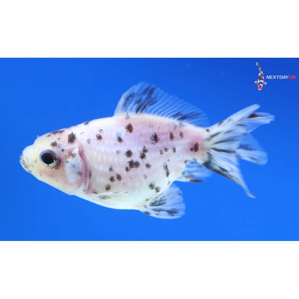 2.5” Imported Calico Pearlscale