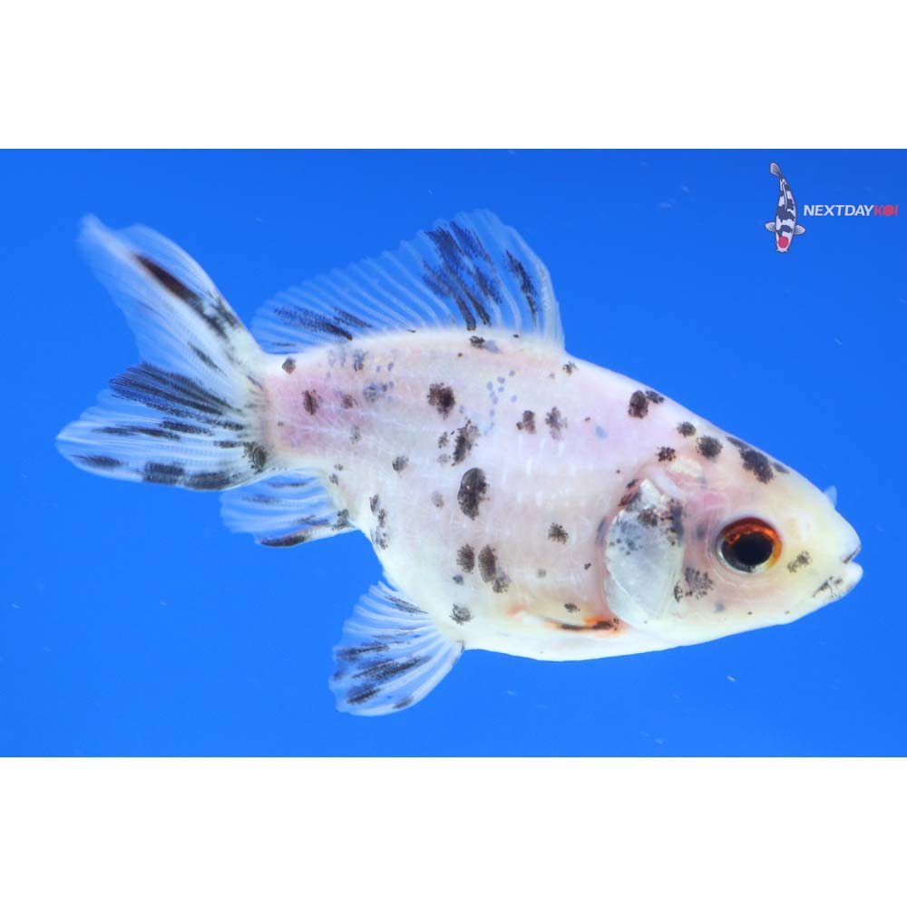 2.5” Imported Calico Pearlscale