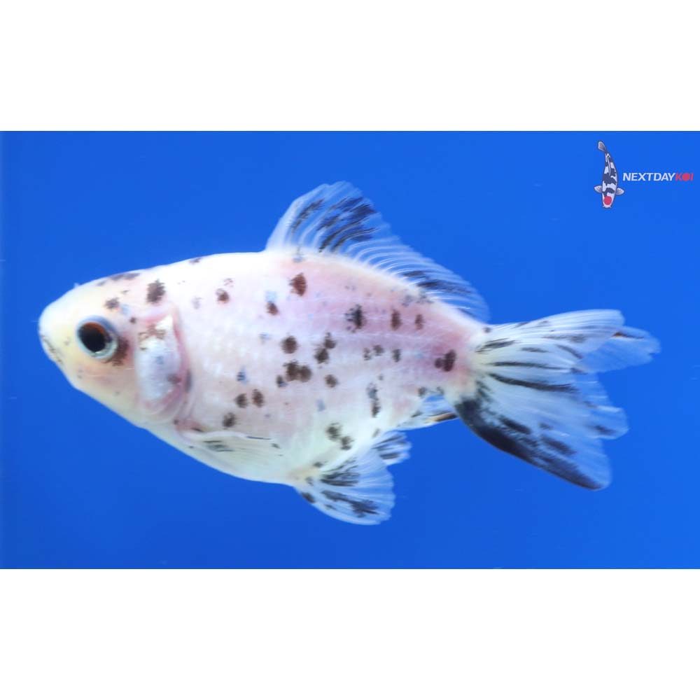 2.5” Imported Calico Pearlscale