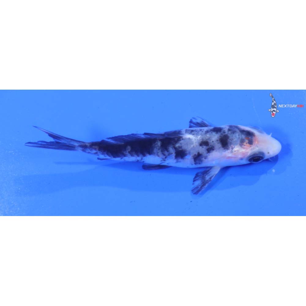 3.5” Imported Armor Scaled Shiro Bekko