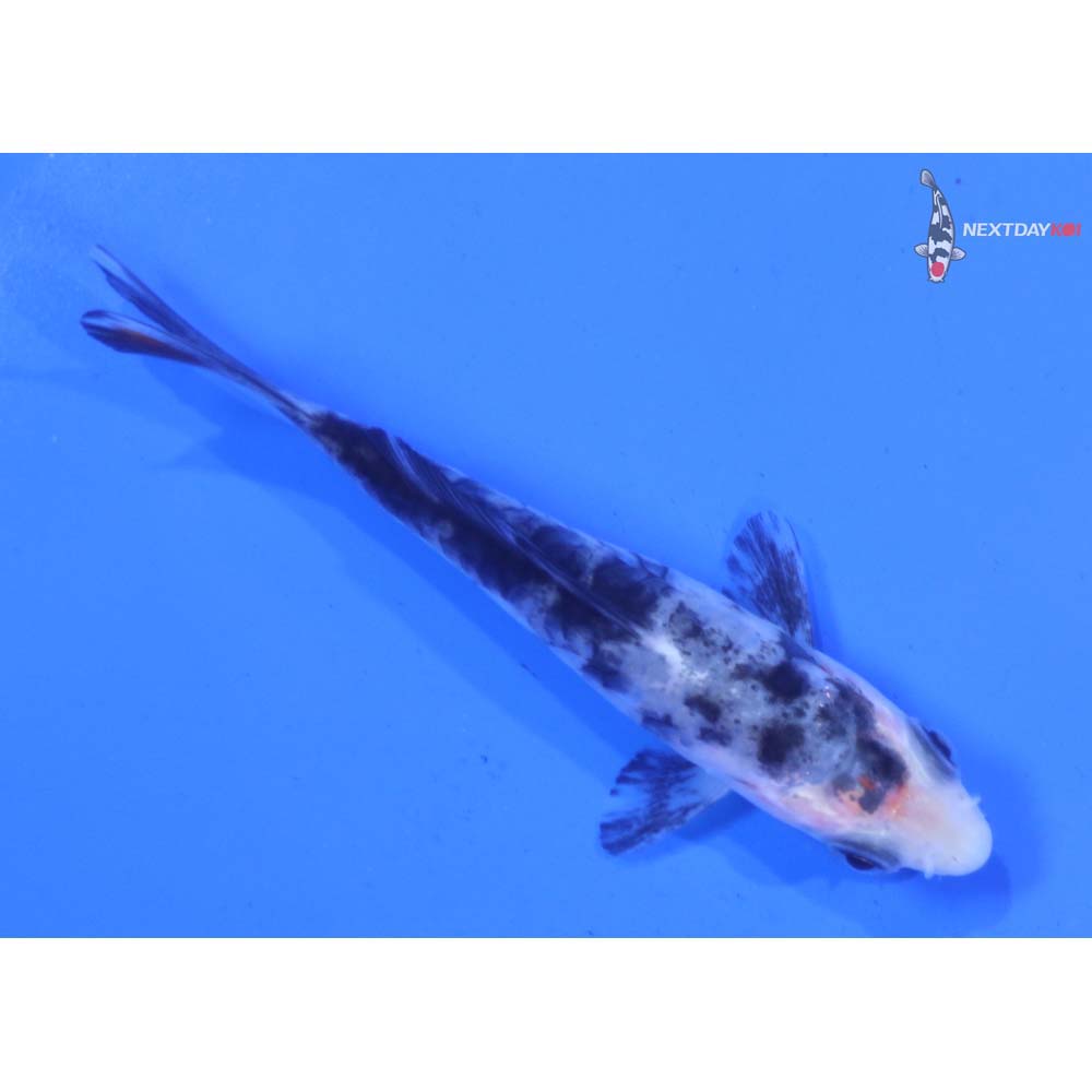 3.5” Imported Armor Scaled Shiro Bekko