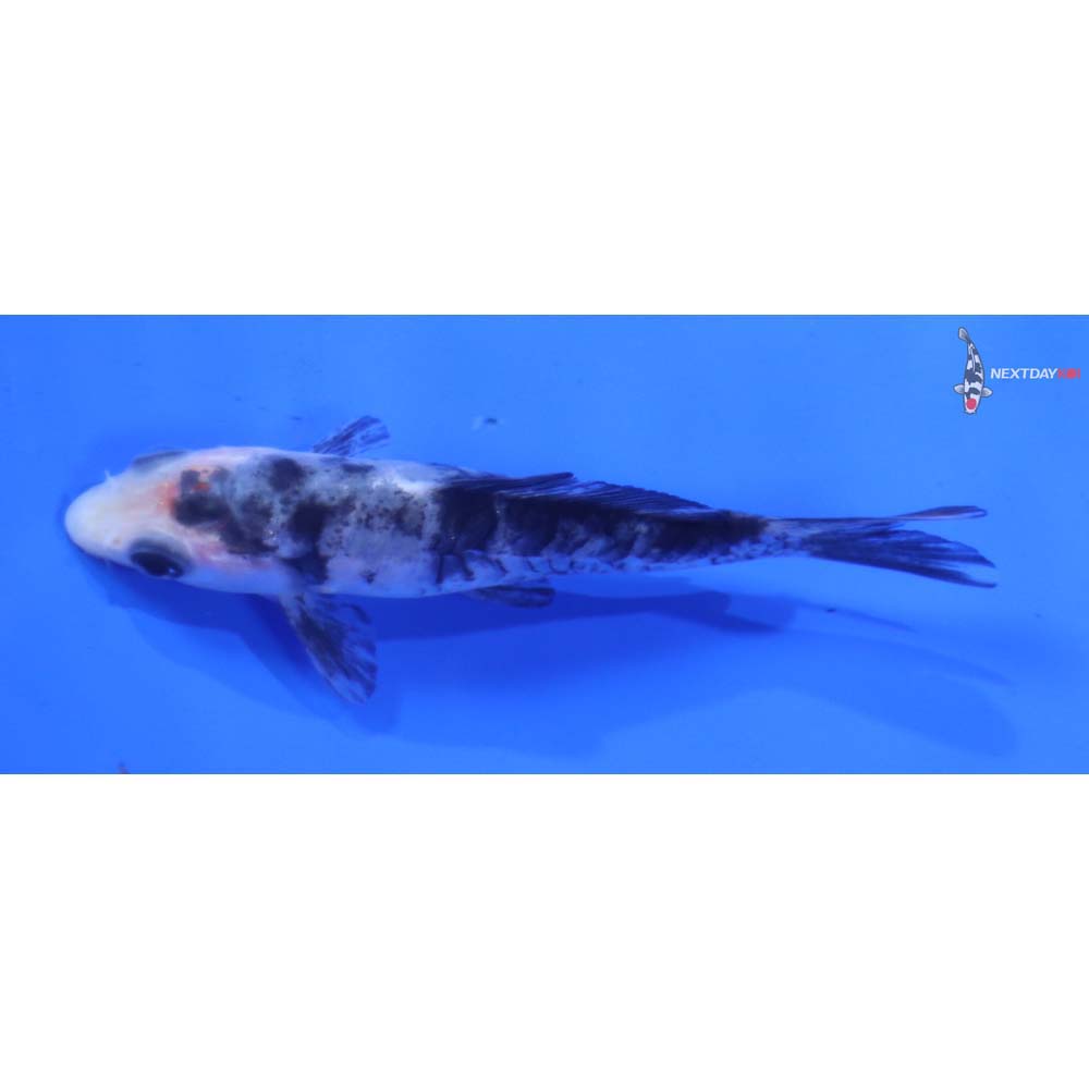 3.5” Imported Armor Scaled Shiro Bekko