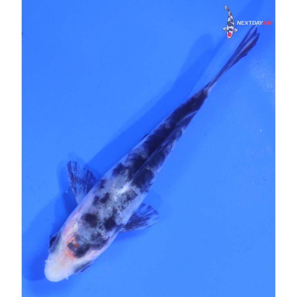 3.5” Imported Armor Scaled Shiro Bekko