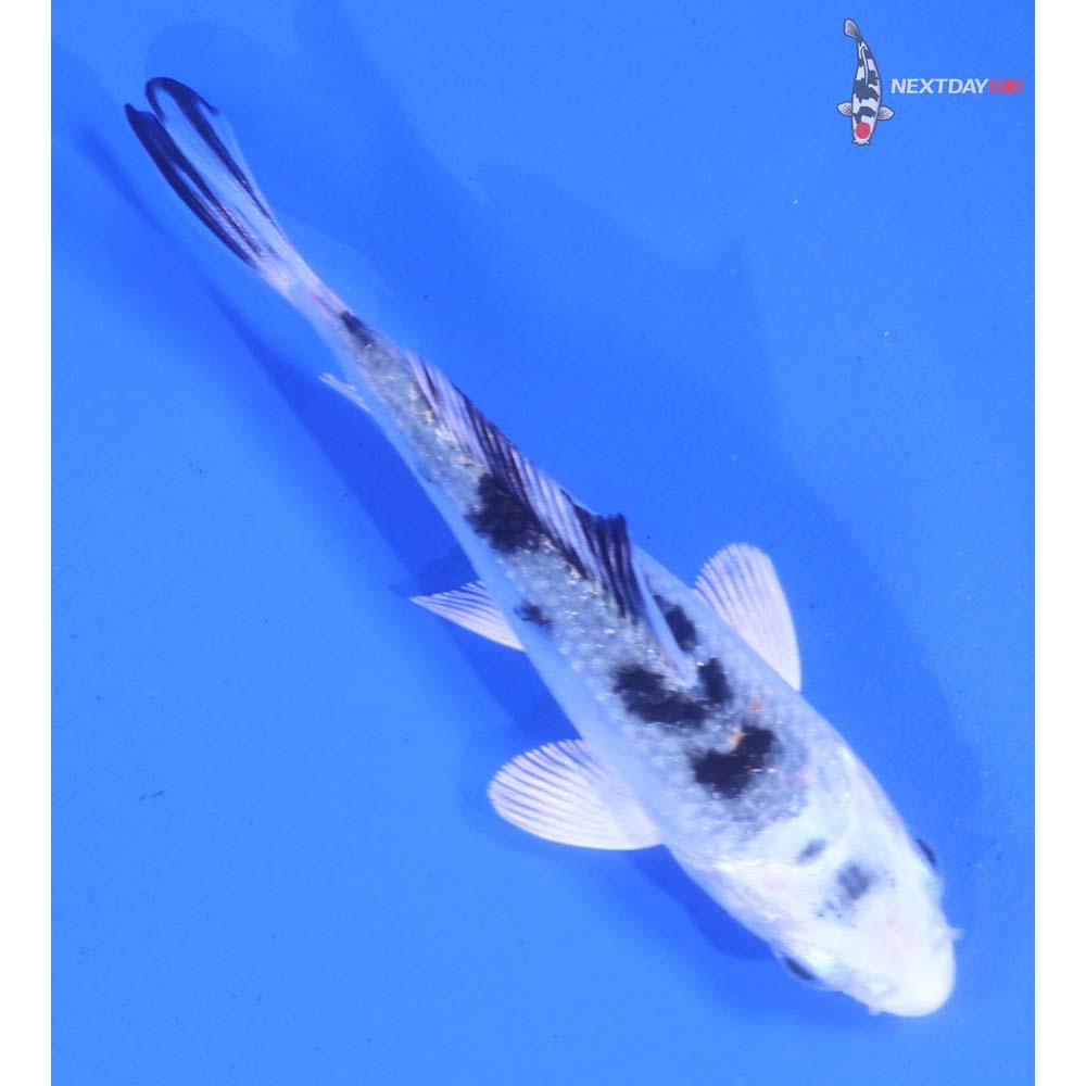 3” Imported Gin Shiro Bekko