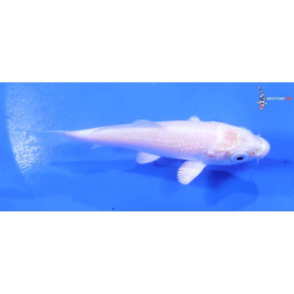 3.5” Imported Platinum Ogon