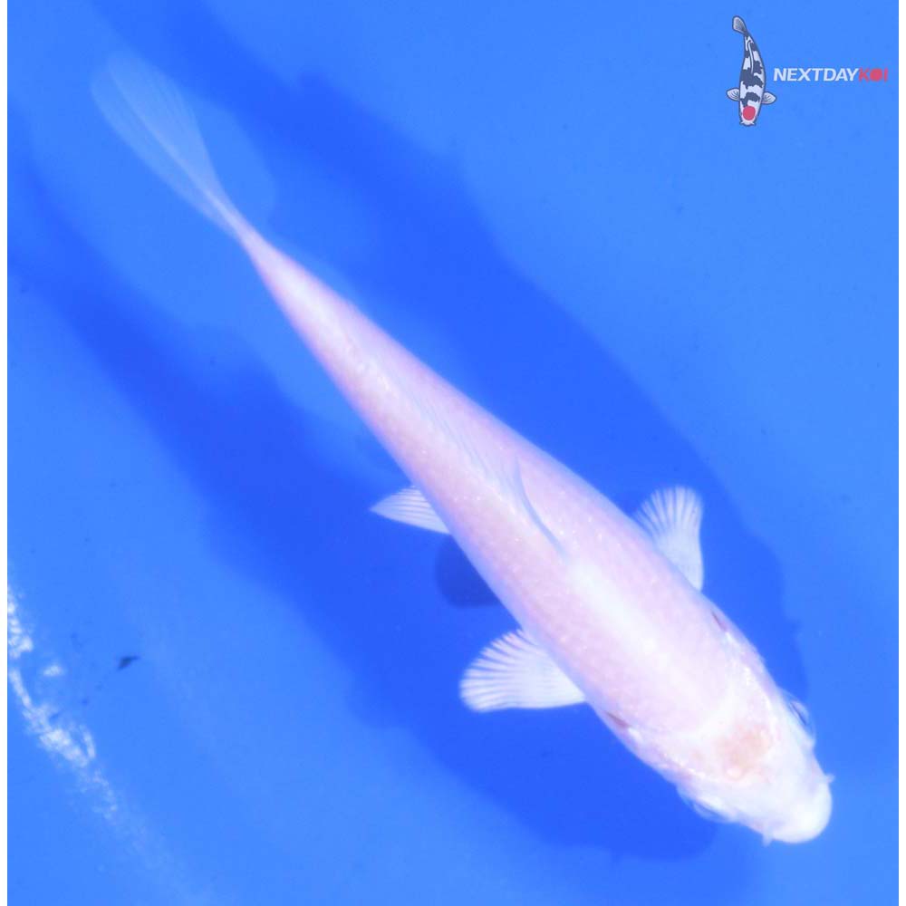 3.5” Imported Platinum Ogon