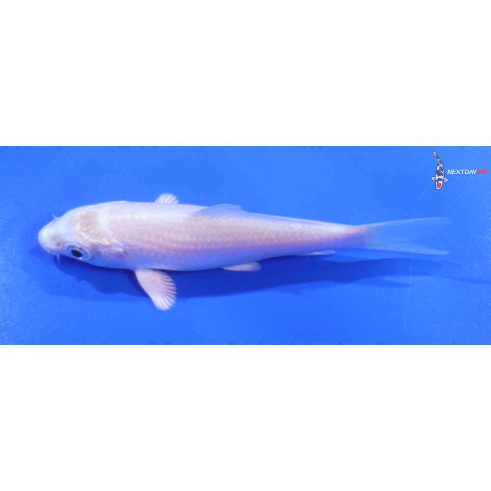 3.5” Imported Platinum Ogon