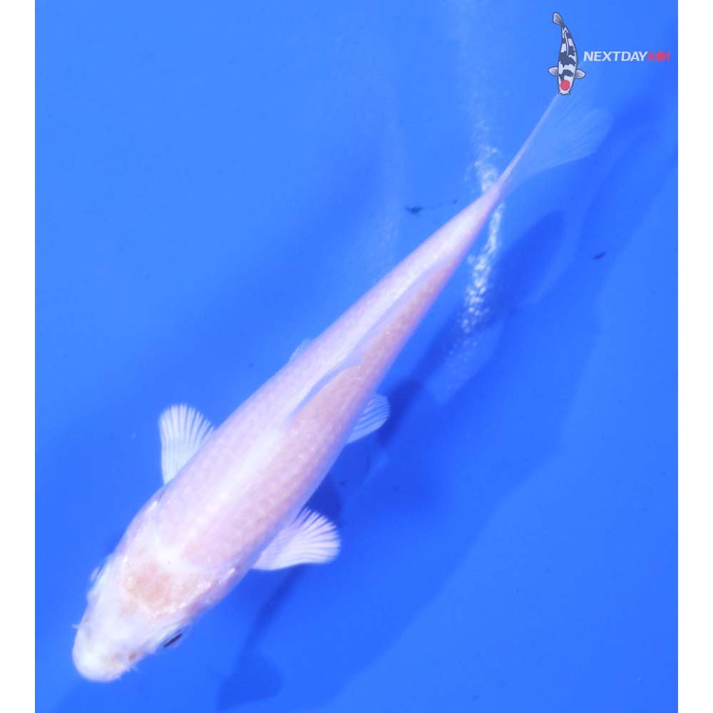 3.5” Imported Platinum Ogon