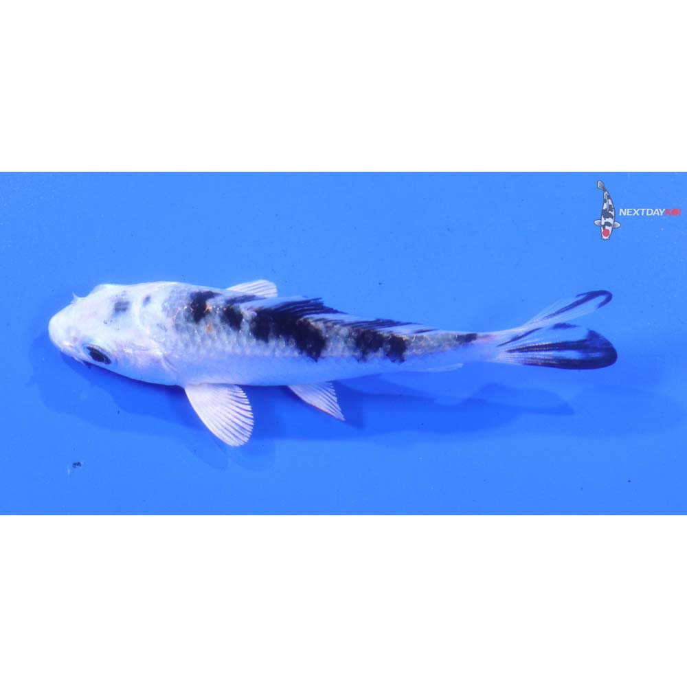 3” Imported Gin Shiro Bekko