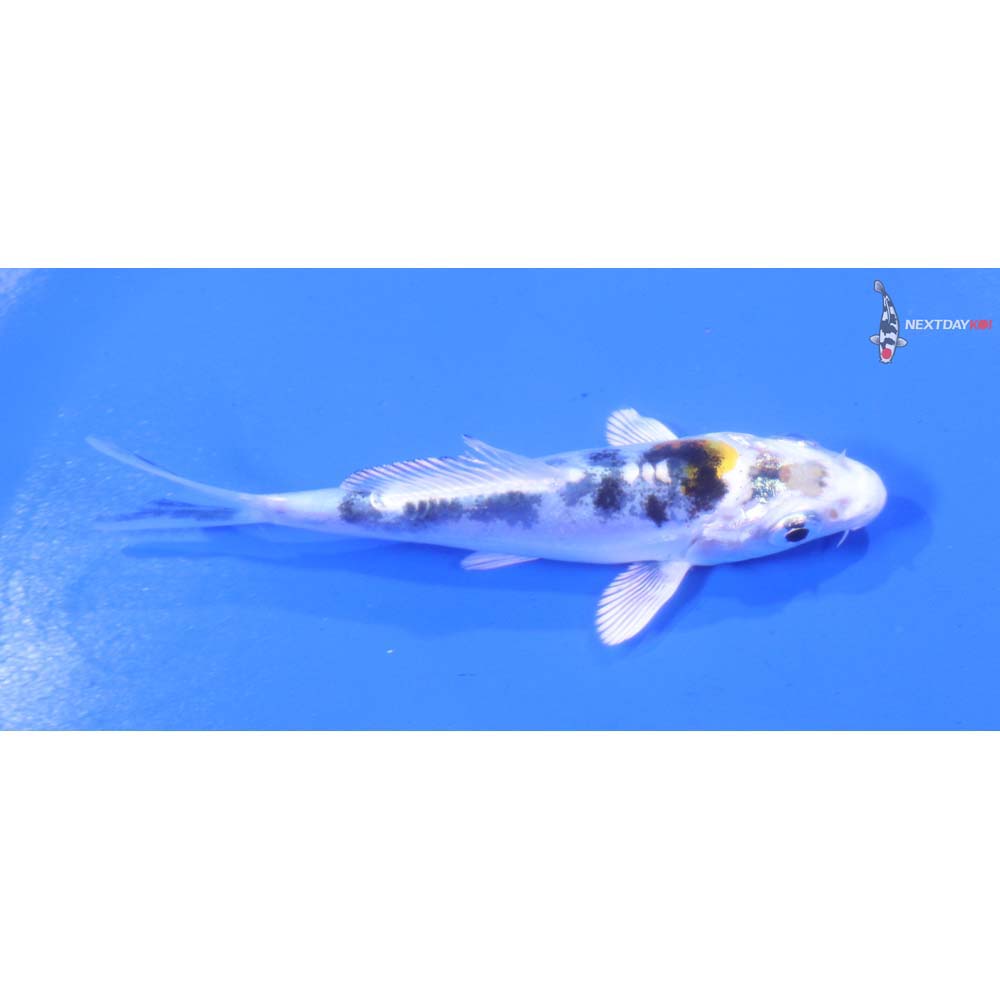 3.5” Imported Heisei Nishiki