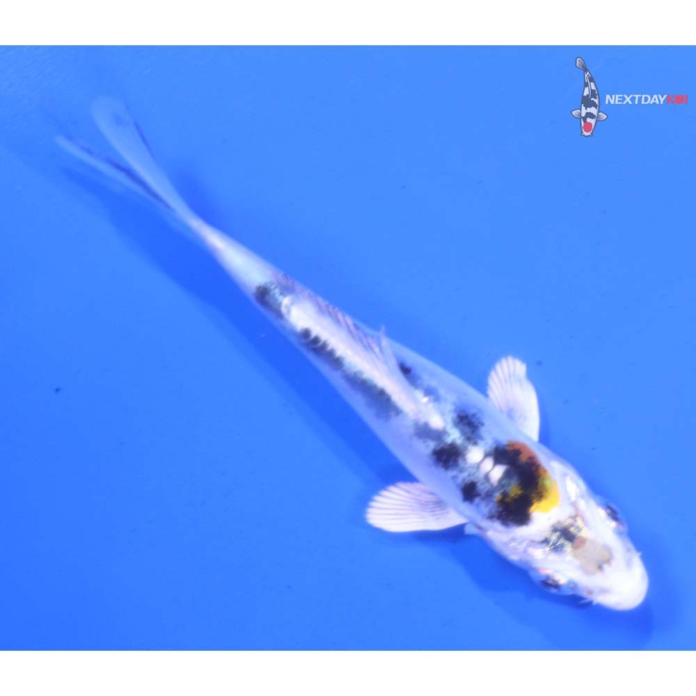 3.5” Imported Heisei Nishiki