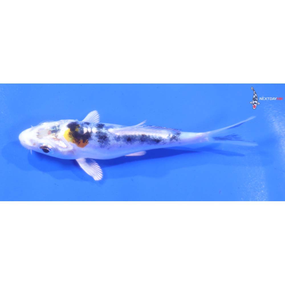 3.5” Imported Heisei Nishiki