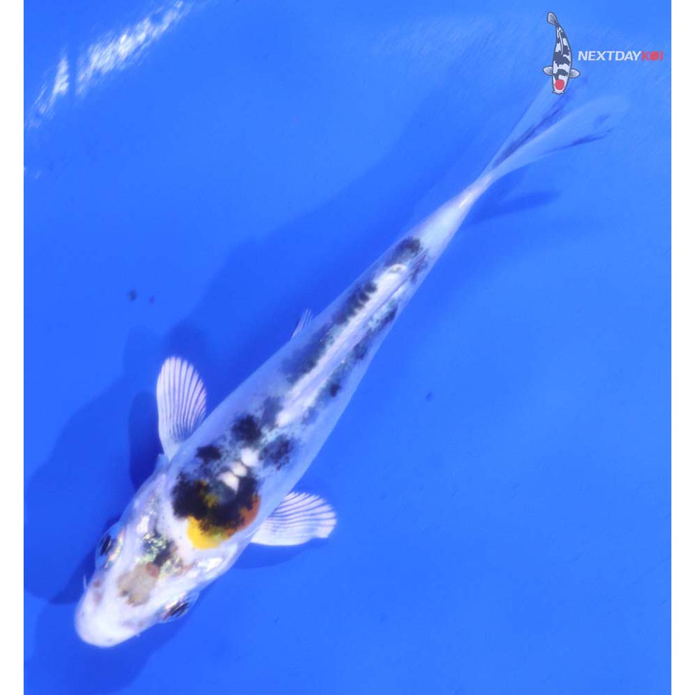 3.5” Imported Heisei Nishiki