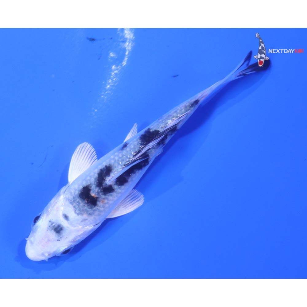 3” Imported Gin Shiro Bekko