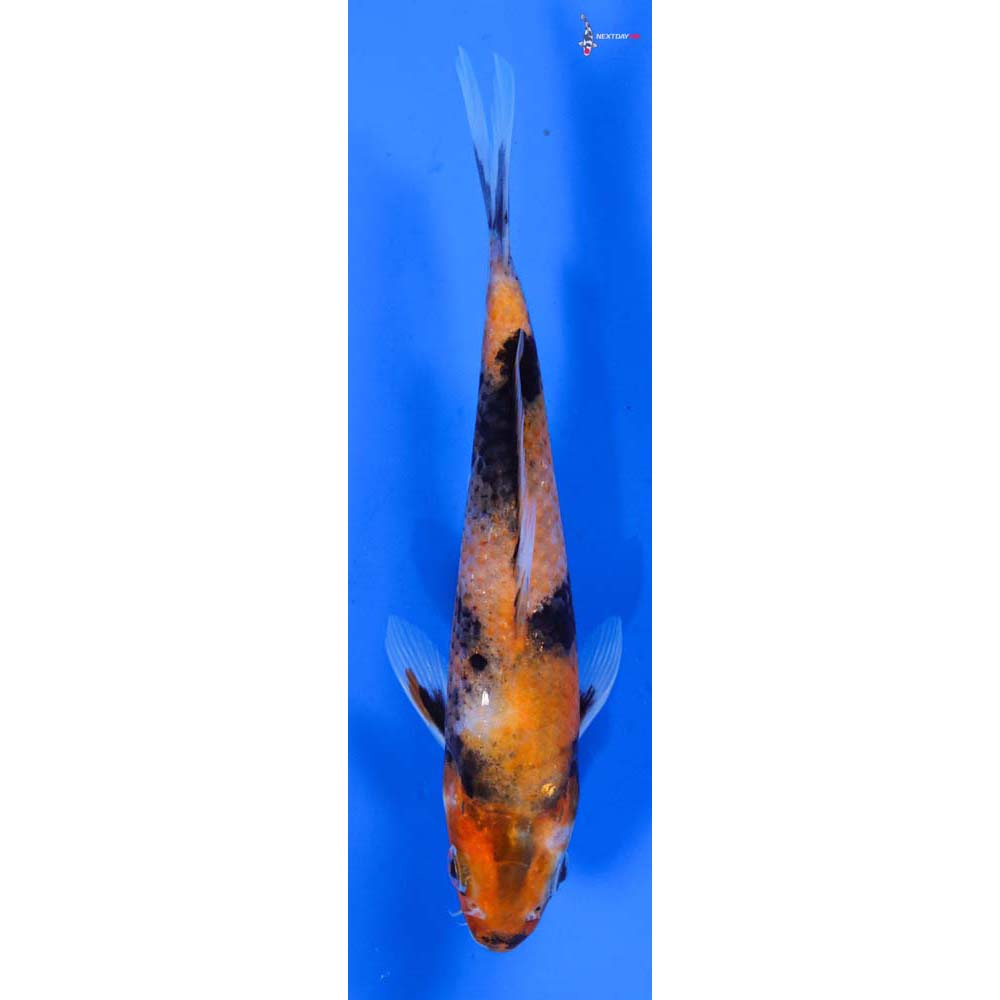 6.5” Imported Showa