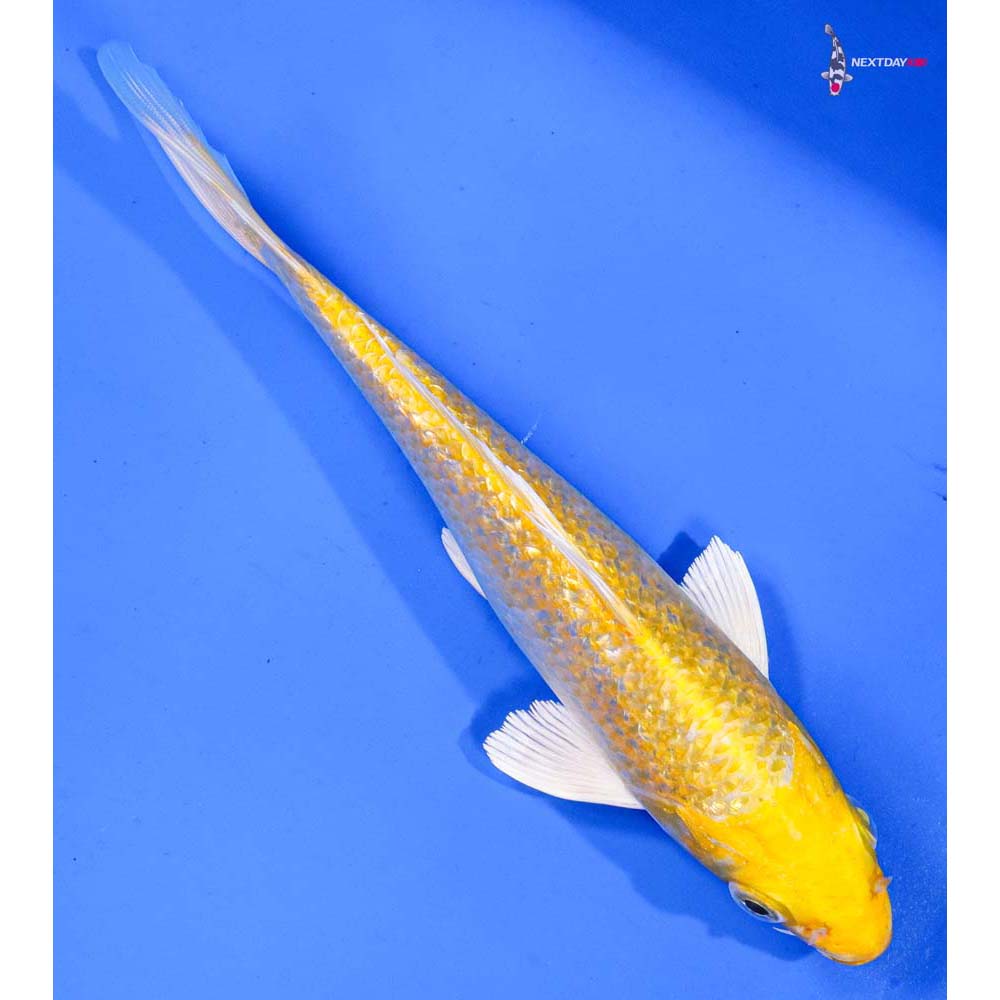 6.5” Imported Gin Rin Yamabuki Ogon