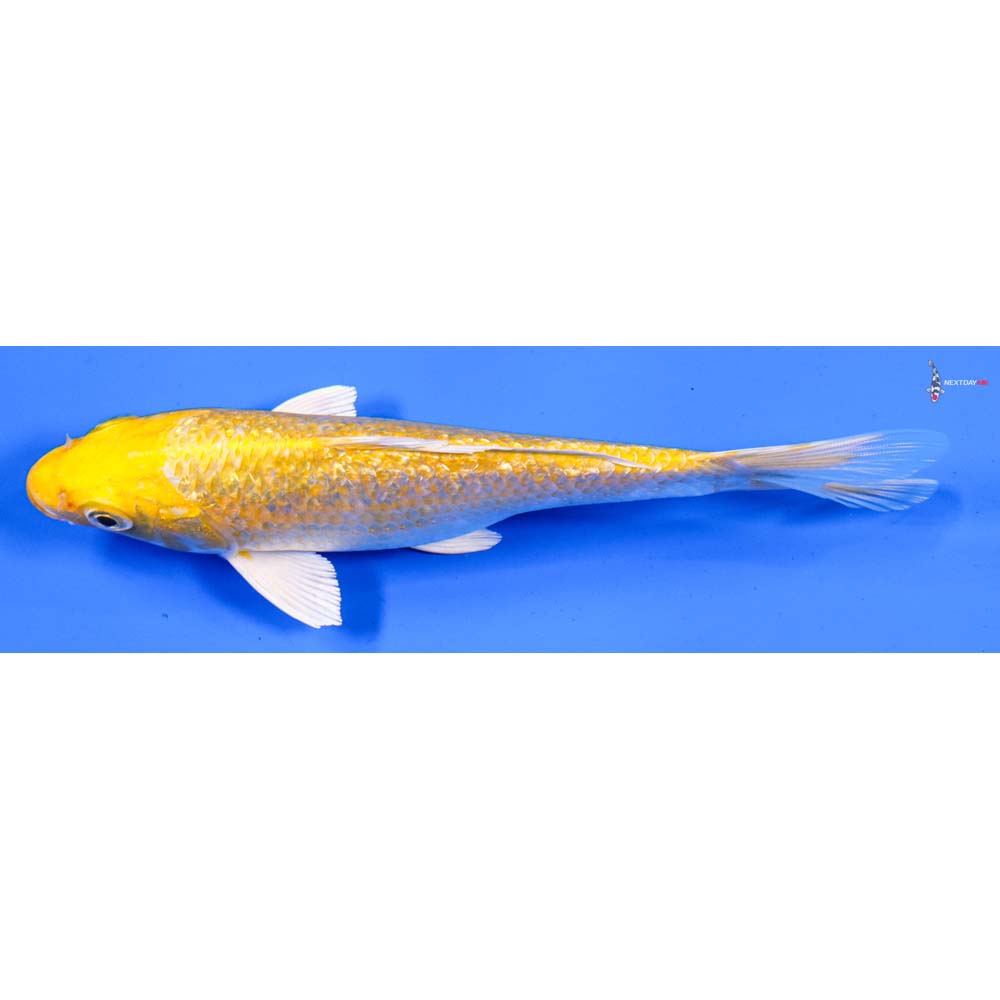 6.5” Imported Gin Rin Yamabuki Ogon