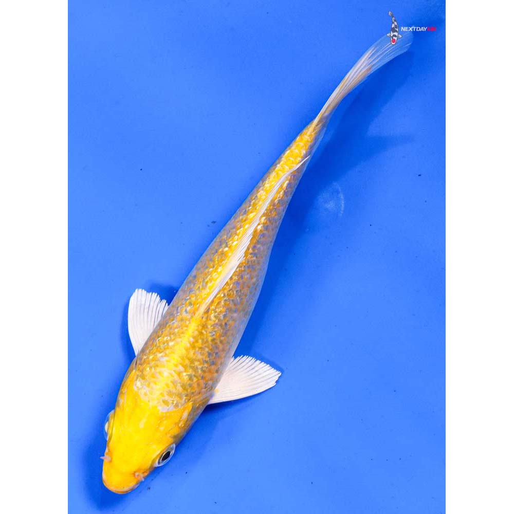 6.5” Imported Gin Rin Yamabuki Ogon