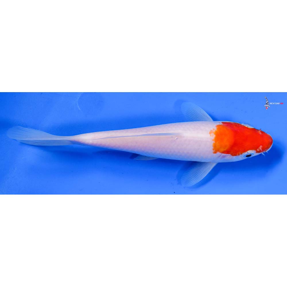 7” Imported Kohaku