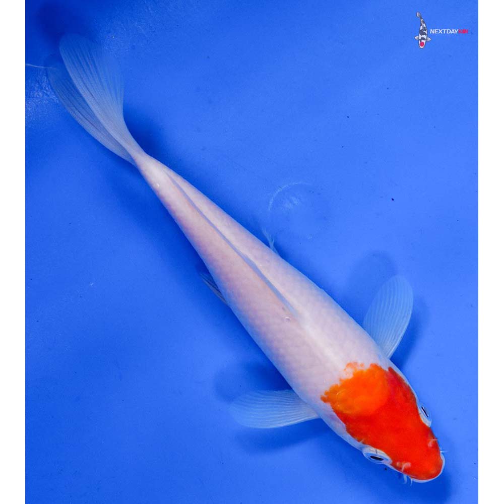 7” Imported Kohaku