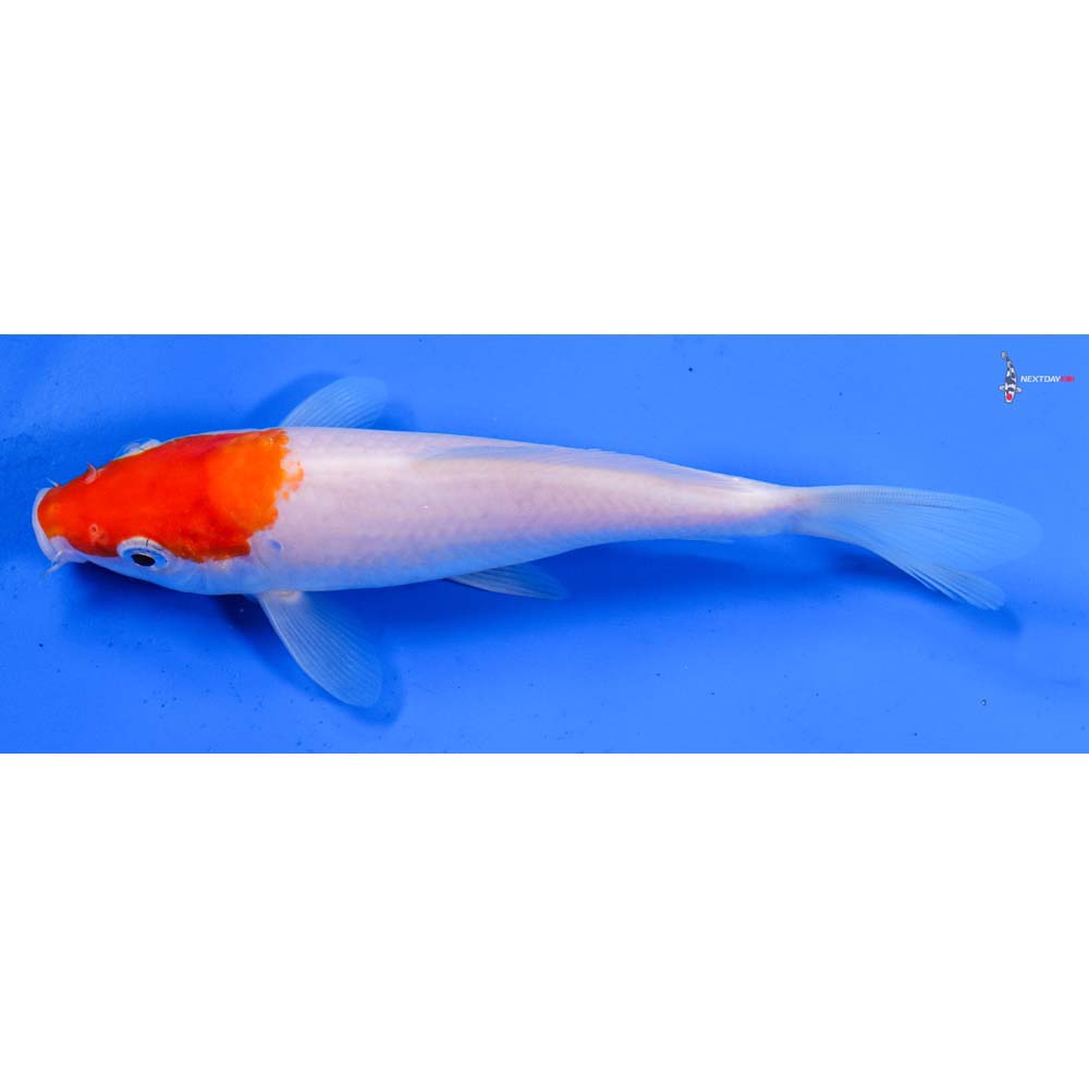 7” Imported Kohaku