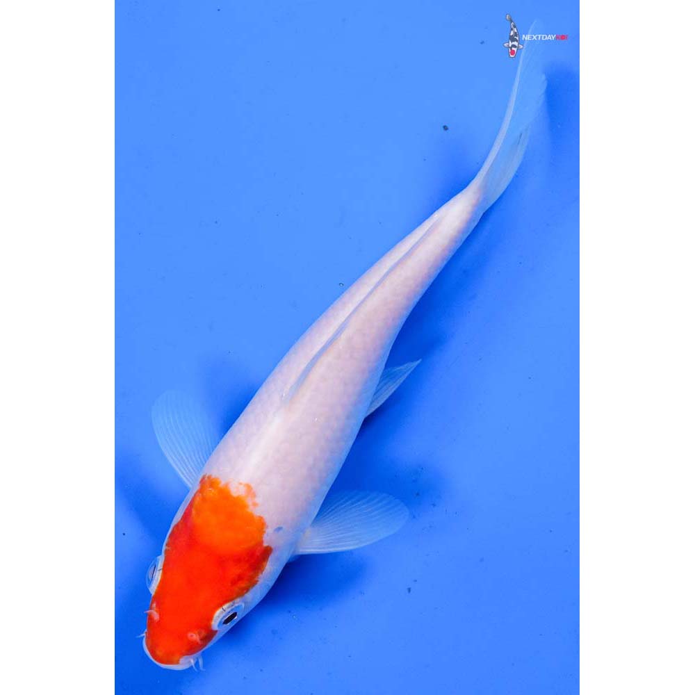 7” Imported Kohaku