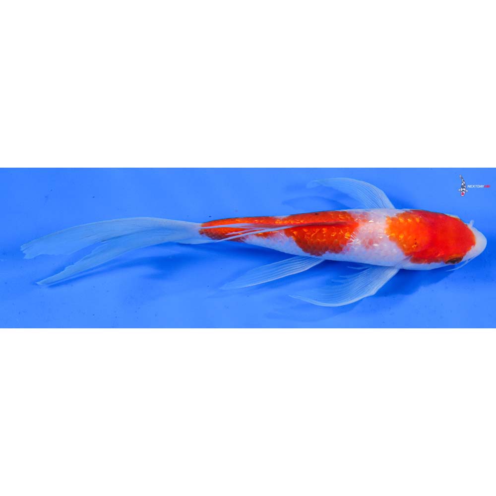 7.5” Imported Gin Rin Kohaku Butterfly Koi