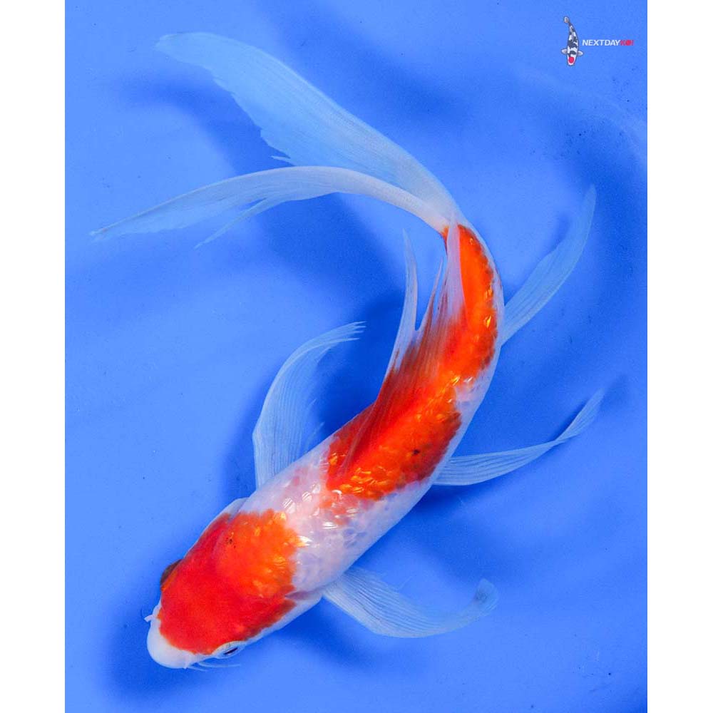 7.5” Imported Gin Rin Kohaku Butterfly Koi