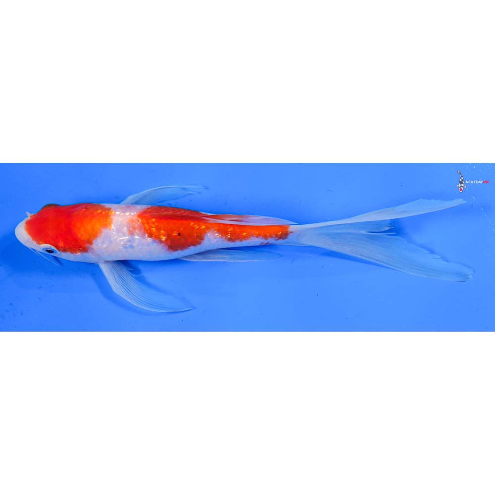 7.5” Imported Gin Rin Kohaku Butterfly Koi
