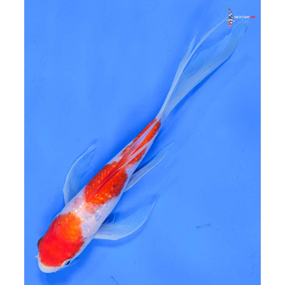 7.5” Imported Gin Rin Kohaku Butterfly Koi