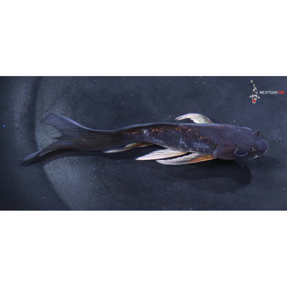 4.5” Imported Ochiba Shigure Butterfly Koi