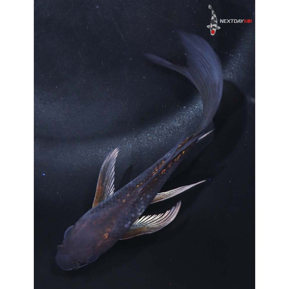 4.5” Imported Ochiba Shigure Butterfly Koi