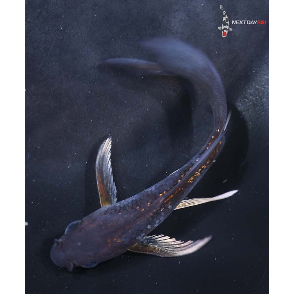 4.5” Imported Ochiba Shigure Butterfly Koi