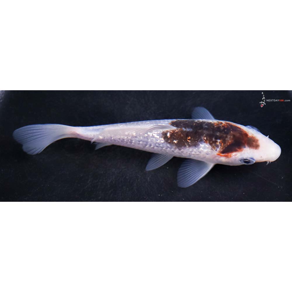 5” Imported Gin Rin Goromo