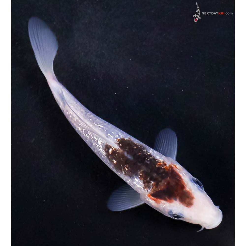 5” Imported Gin Rin Goromo