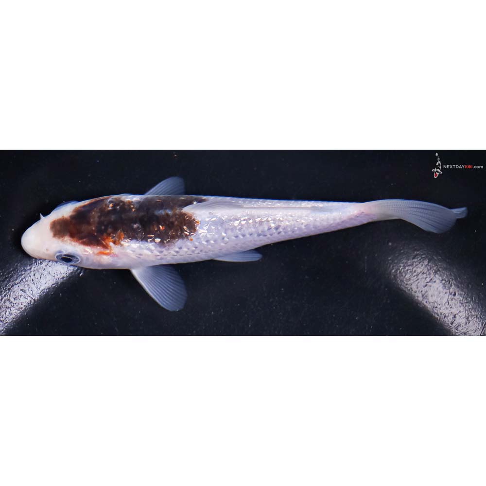 5” Imported Gin Rin Goromo