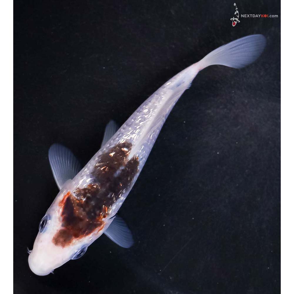 5” Imported Gin Rin Goromo