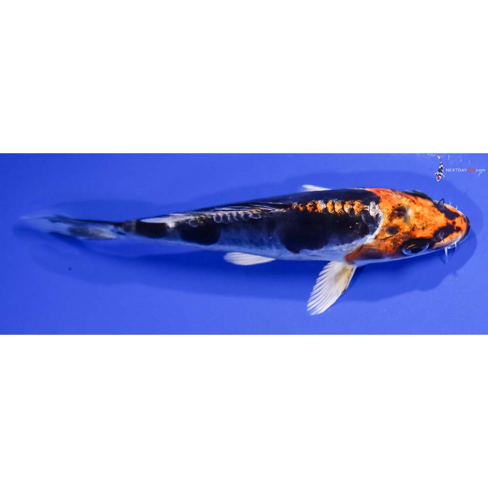 5.5” Imported Kin Kikokuryu